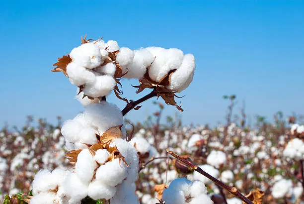 Cotton Fabric Explained: Types, Properties & Uses in Sportswear Manufacturing